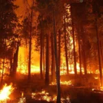 Krisis Kebakaran Hutan di Yunani Kian Menggila, Evakuasi Ribuan Wisatawan Dilakukan