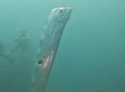 Ikan Oarfish yang Disebut Ikan Kiamat/ Dok. Instagram @chengruwang