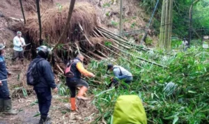 Pelebaran Jalan di Kolmas Tumbangkan Puluhan Bambu Hingga Menutup Akses Jalan