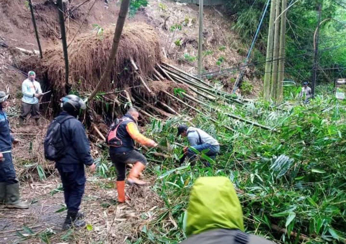 Pelebaran Jalan di Kolmas Tumbangkan Puluhan Bambu Hingga Menutup Akses Jalan