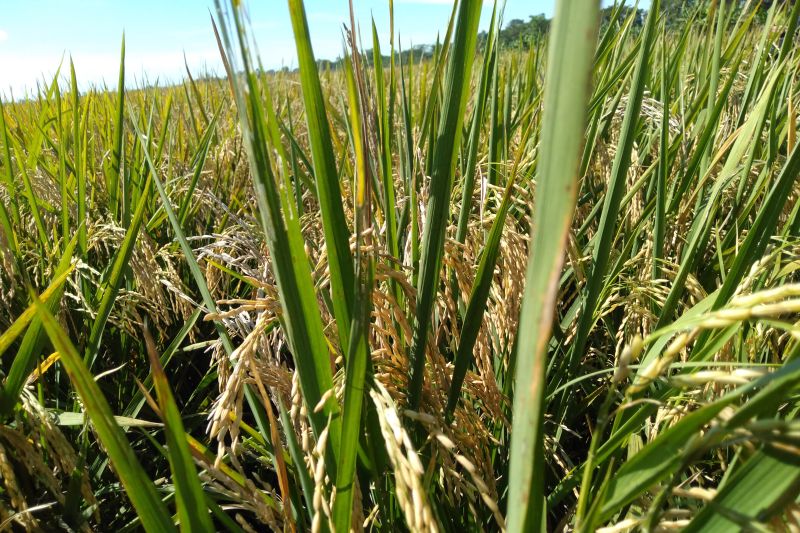 Pemkab Purwakarta Siapkan Lahan Sawah Untuk Produksi Beras Nutri Zinc