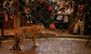 Peringati International Tiger Day 2023, TSI Bogor Berikan Promo Menarik Untuk Pengunjung