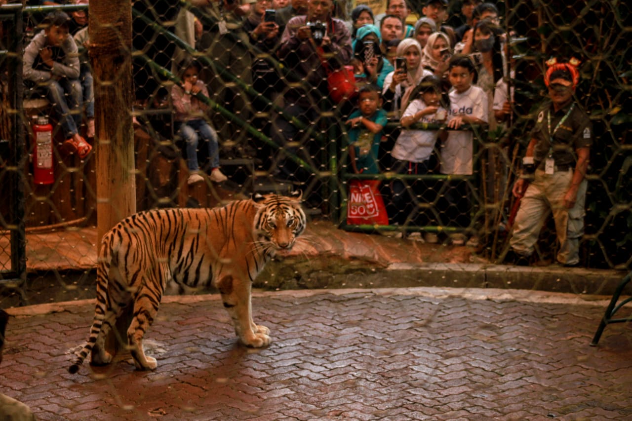 Peringati International Tiger Day 2023, TSI Bogor Berikan Promo Menarik Untuk Pengunjung