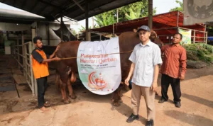 Idul Adha 1444 H, Telkom Group Distribusikan Hewan Kurban ke Seluruh Indonesia