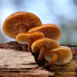 Viral Magic Mushroom Legal di Australia, Apa Itu? Ini Penjelasannya!