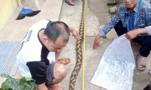 Warga di Cibadak Kabupaten Sukabumi dikejutkan dengan kemunculan ular sepanjang 3 meter berjenis ular sanca. (Istimewa)