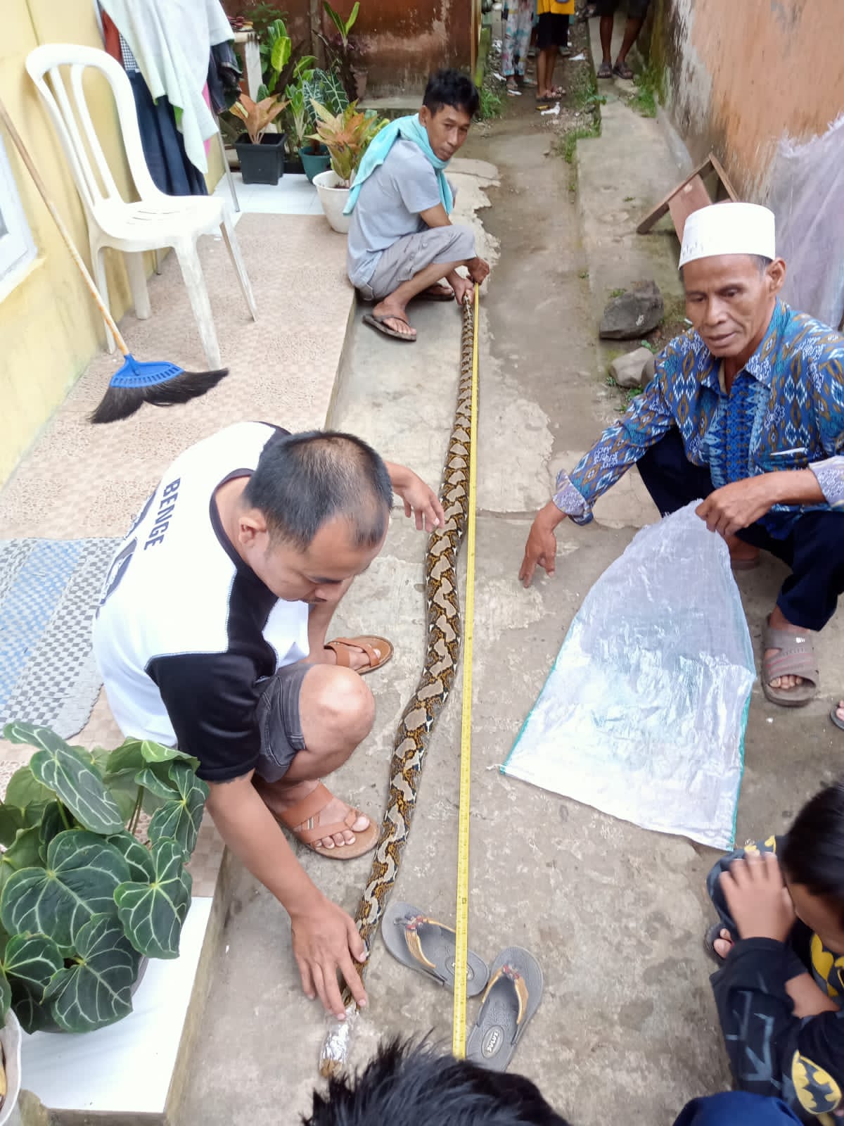 Warga di Cibadak Kabupaten Sukabumi dikejutkan dengan kemunculan ular sepanjang 3 meter berjenis ular sanca. (Istimewa)