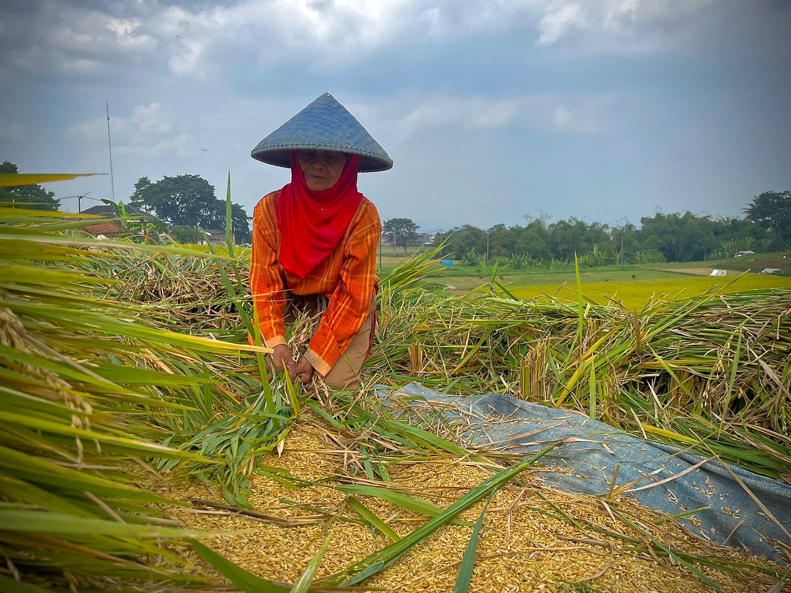 Petani di wilayah Kecamatan Ngamprah, Kabupaten Bandung Barat tengah memanen padi. Senin (3/23). Foto: Jabareskpres