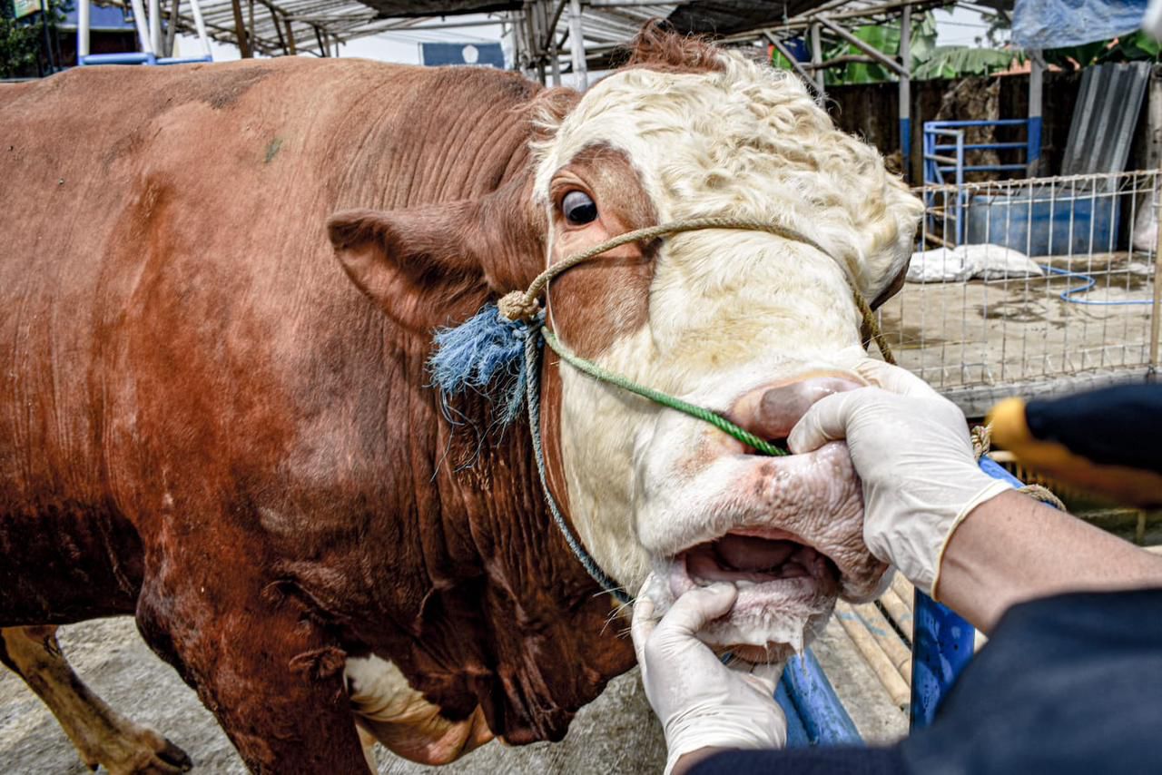 Petugas kesehatan hewan Dispernakan Kabupaten Bandung Barat tengah memeriksa kesehatan hewan ternak. Selasa (11/23). Foto: Jabarekspres