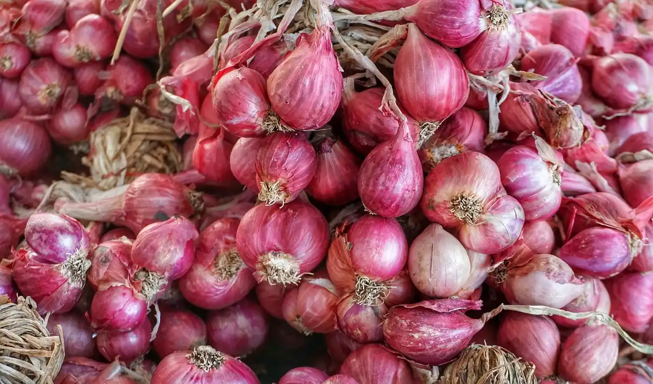 Masuki Panen Raya, Harga Bawang Merah Anjlok, Petani Keluhkan Ini