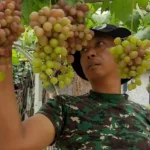 berkat ketekunan anggota Babinsa Kecamatan Pamulihan, Sumedang, dia berhasil membudidayakan buah anggur impor di pekarangan rumahnya.