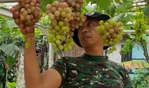 berkat ketekunan anggota Babinsa Kecamatan Pamulihan, Sumedang, dia berhasil membudidayakan buah anggur impor di pekarangan rumahnya.