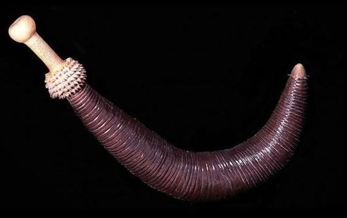 Cacing purba berhasil di hidupkan kembali setelah tidur 46 ribu tahun