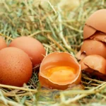 Tips Cara Memilih Telur Ayam yang Aman di Konsumsi!