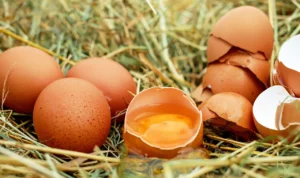 Tips Cara Memilih Telur Ayam yang Aman di Konsumsi!