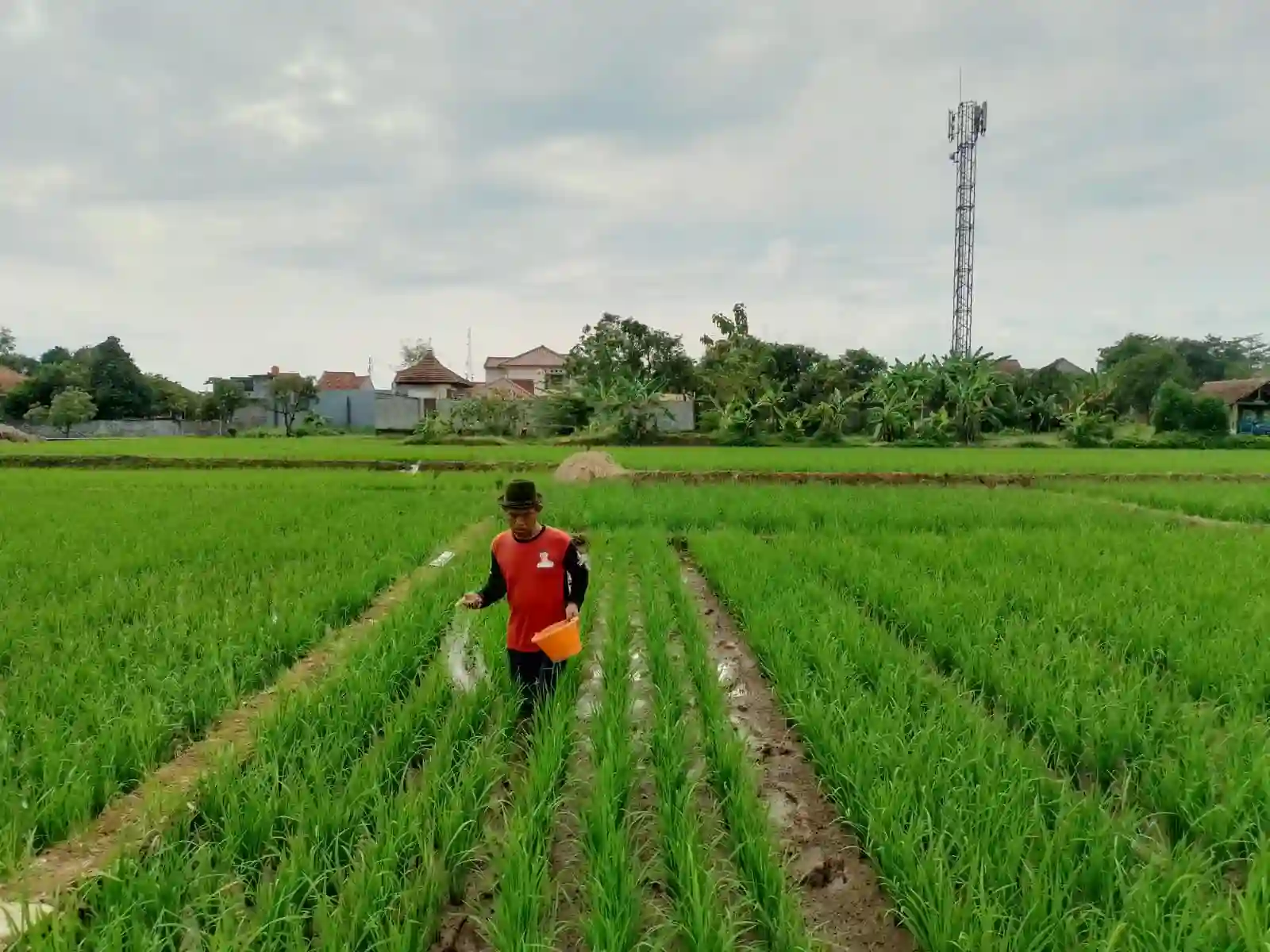 Kemarau Ekstrem Panjang, Petani di Majalengka Berharap Segera Turun Hujan