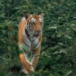 Hari Harimau Sedunia Edukasi dalam Menghadapi Ancaman terhadap Spesies Ikonik