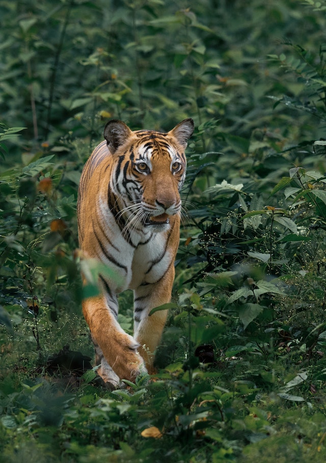 Hari Harimau Sedunia Edukasi dalam Menghadapi Ancaman terhadap Spesies Ikonik