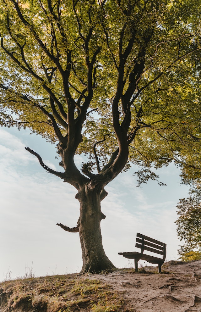 National Tree Day in Australia, Celebrating Natural Beauty and Environmental Awareness