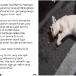Viral Puluhan Kucing Mati di Sunter, Tanjung Priok, Jakarta Utara.