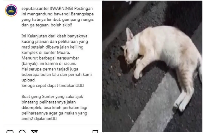 Viral Puluhan Kucing Mati di Sunter, Tanjung Priok, Jakarta Utara.