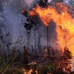 Dalam laporan terbaru, Satuan Tugas Kebakaran Hutan dan Lahan (Karhutla) Provinsi Jambi mengungkapkan bahwa selama tahun 2023 ini, wilayah mereka telah terdampak oleh kebakaran hutan dan lahan seluas 229,54 hektare.