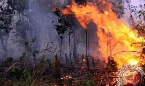Dalam laporan terbaru, Satuan Tugas Kebakaran Hutan dan Lahan (Karhutla) Provinsi Jambi mengungkapkan bahwa selama tahun 2023 ini, wilayah mereka telah terdampak oleh kebakaran hutan dan lahan seluas 229,54 hektare.