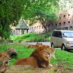 September Ceria! Promo Serbu Safari di Taman Safari Bogor, Buruan Catat Tanggalnya!