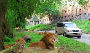 September Ceria! Promo Serbu Safari di Taman Safari Bogor, Buruan Catat Tanggalnya!