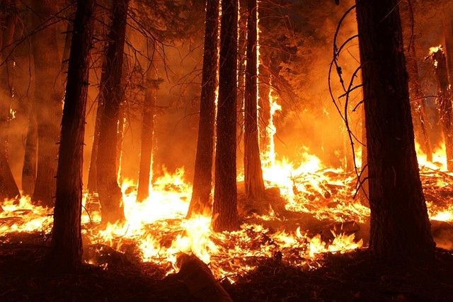 Kebakaran hutan mengamuk di dua wilayah metropolitan Kanada, yaitu British Columbia dan wilayah Barat Laut. Peristiwa ini telah memaksa puluhan ribu warga Kanada untuk meninggalkan rumah mereka.