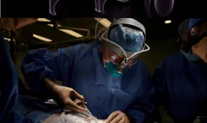 Revitalisasi Cangkok Organ Ginjal Babi Ke Manusia