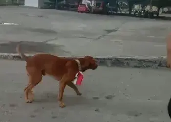Orang yang Pasang Bendera Merah Putih di Anjing Ditetapkan Jadi Tersangka