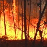 Tragedi Memilukan di Maui, Hawaii: 6 Nyawa Melayang Akibat Dahsyatnya Kebakaran Hutan