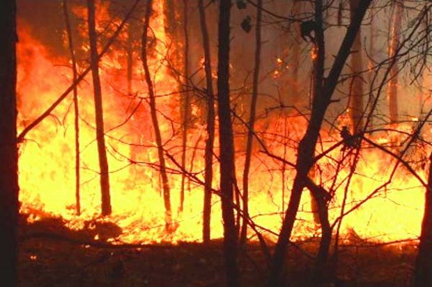 Tragedi Memilukan di Maui, Hawaii: 6 Nyawa Melayang Akibat Dahsyatnya Kebakaran Hutan