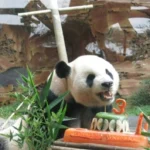 Taman Safari Bogor Kawinkan Cai Tao dan Hu Cun Panda Asal China untuk Pengembangbiakan