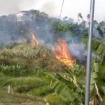 Alang-alang di Hutan Kota Pemkab Bandung Barat terbakar. Rabu (2/23). foto: Jabarekspres