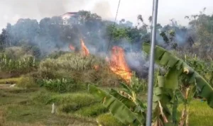 Alang-alang di Hutan Kota Pemkab Bandung Barat terbakar. Rabu (2/23). foto: Jabarekspres