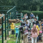 Pengunjung Kebun Binatang Bandung saat memberi makan satwa.