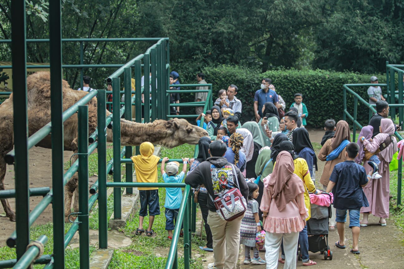 Pengunjung Kebun Binatang Bandung saat memberi makan satwa.