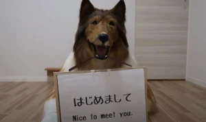 Viral Pria Jepang Memilih Hidup Sebagai Anjing, Begini Reaksi Keluarganya