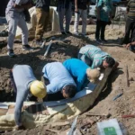 Seorang warga di Desa Ngebung, Kecamatan Kalijambe, Sragen, akan mendapatkan kompensasi dari pihak Museum Sangiran atas penemuan fosil gading gajah purba di halaman rumahnya saat sedang menggali fondasi. (ANTARA)