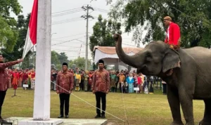 Momen Mengesankan 3 Ekor Gajah Turut Serta dalam Pengibaran Bendera Merah Putih di Riau