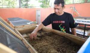 Ilustrasi: Penggunaan maggot dalam pengelolaan sampah di Kabupaten Bekasi.