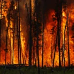 Kebakaran Hutan Eropa dan Amerika Bisa Berdampak Bahaya untuk Tahun-Tahun ke Depan