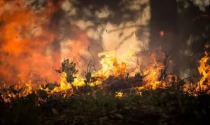 Tragedi Kebakaran Hutan di Hawaii: 36 Orang Tewas, Ribuan Mengungsi