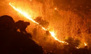 Akibat Kebakaran Hebat Menghanguskan Lahan Hutan Gunung Rinjani