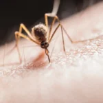 Hari Nyamuk Sedunia, Peran dan Tantangan Nyamuk dalam Kesehatan Global