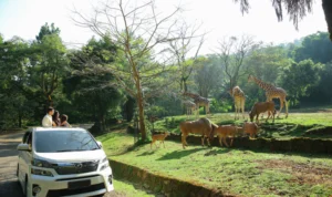 Pengumuman! Mulai 30 Agustus 2023, Rute Safari Journey Taman Safari Bogor Dialihkan Sementara