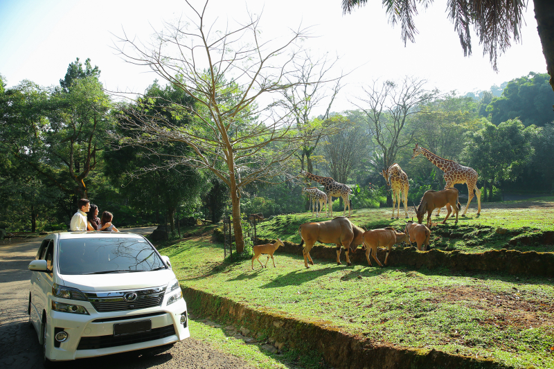 Pengumuman! Mulai 30 Agustus 2023, Rute Safari Journey Taman Safari Bogor Dialihkan Sementara