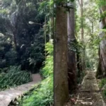 Taman Hutan Raya merupakan salah satu lokasi taman di Bandung yang dikenal angker. (Instagram @tahuraofficial)